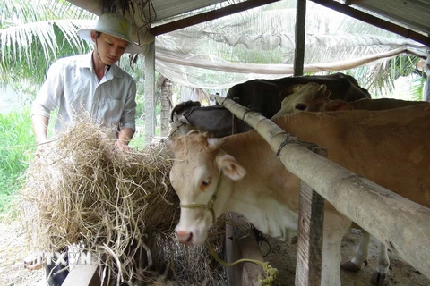 Anh Nguyễn Quốc Phong chăm sóc đàn bò của gia đình. (Ảnh: Thanh Hòa/TTXVN)