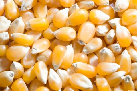 Hà Nội: Bắt giữ hơn 4 tấn hạt giống ngô bị tẩy xóa hạn sử dụng