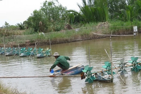 Một ao nuôi tôm. (Nguồn: TTXVN)