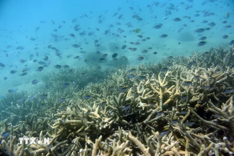Rạn san hô Great Barrier ở Australia bị tẩy trắng. (Nguồn: EPA/TTXVN)