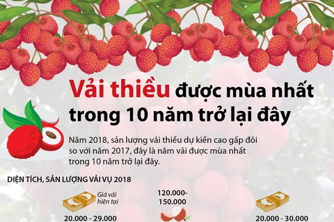 Vải thiều được mùa nhất trong 10 năm trở lại đây.