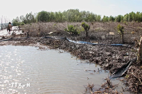 Rừng bãi bồi bị phá tan hoang ở xã Rạch Chèo. (Ảnh: Huỳnh Thế Anh/TTXVN)