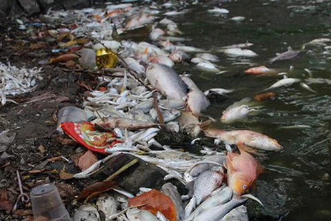Hơn 300kg cá chết tại hồ Tây sau đợt nắng nóng, bốc mùi khó chịu