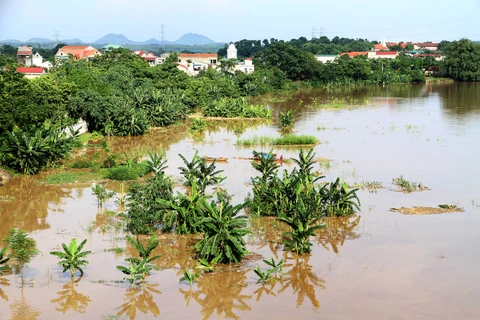 Nhiều diện tích trồng rau màu của người dân xã Hà Thạch, thị xã Phú Thọ bị ngập úng. (Ảnh: Trung Kiên/TTXVN)