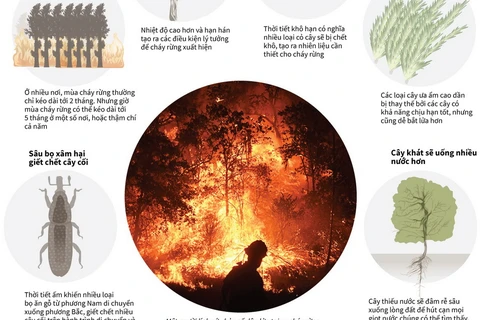 [Infographics] Biến đổi khí hậu khiến cháy rừng tồi tệ như thế nào?