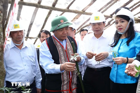 Thủ tướng Nguyễn Xuân Phúc thăm vườn sâm của Công ty cổ phần sâm Ngọc Linh. (Ảnh: Thống Nhất/TTXVN)