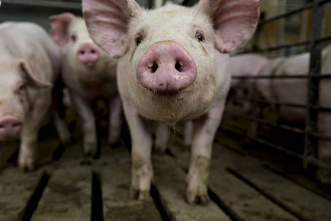 Dịch bệnh tả ở lợn đang được ghi nhận tại Trung Quốc và Nhật Bản. (Nguồn: Japantimes)