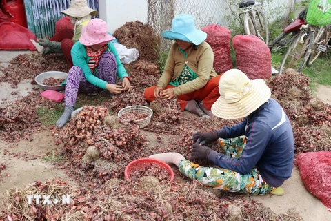 Giá củ hành tím giảm sâu và sản lượng thấp, người nông dân gặp nhiều khó khăn. (Ảnh: Nguyễn Thành/TTXVN)