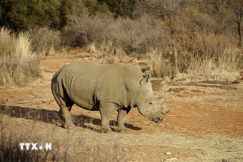 Tê giác đen tại Khu bảo tồn động vật hoang dã ở Bona, cách thủ đô Johannesburg, Nam Phi khoảng 200 km về phía đông nam. (AFP/TTXVN)