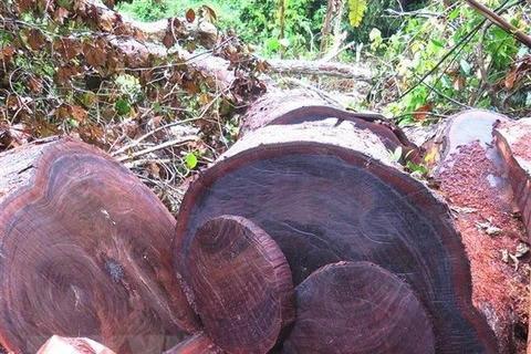 Cây gỗ nghiến cổ thụ bị lâm tặc cưa thành nhiều khúc tại rừng đặc dụng Phong Quang. (Ảnh: Hồng Cừ/TTXVN)