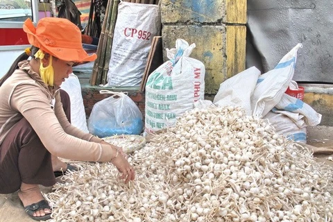 Nông dân huyện đảo Lý Sơn đang phân loại tỏi khô. (Ảnh: Thanh Long/TTXVN)