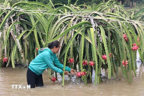 Người dân rửa thanh long do bị bùn đất bám vào do ngập nước. (Ảnh: Nguyễn Thanh/TTXVN)