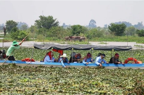 Du khách tham gia trải nghiệm hoạt động hái ấu của người nông dân ở khu vực lòng hồ Tân Trung, huyện Phú Tân, tỉnh An Giang. (Ảnh: Công Mạo/TTXVN)