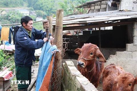 Nông dân xã Quảng Lạc, thành phố Lạng Sơn (Lạng Sơn) chắn gió lùa vào chuồng nuôi gia súc. (Ảnh: Quang Duy/TTXVN)