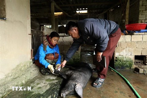 Cán bộ thú y xã Thanh Chăn kiểm tra một con lợn chết nghi bệnh lở mồm long móng. (Ảnh: Phan Tuấn Anh/TTXVN)