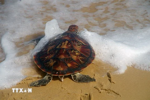 Cá thể rùa biển quý hiếm có màu vàng đen. (Ảnh: Xuân Triệu/TTXVN)