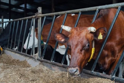 Một trang trại nuôi bò ở Ba Lan. (Nguồn: Getty Images)