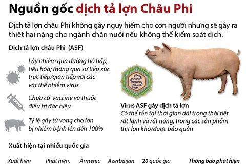 Tìm hiểu nguồn gốc dịch tả lợn châu Phi.