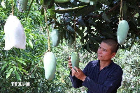 Xoài là loại trái cây thứ sáu của Việt Nam xuất khẩu vào thị trường Mỹ. (Ảnh minh họa: TTXVN)