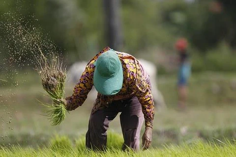 Nông dân Campuchia. (Nguồn: AP)