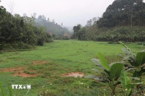 Ruộng lúa của người dân thôn Yên Ninh, xã Hưng Thịnh, huyện Trấn Yên (Yên Bái) đã biến thành đồng hoang. (Ảnh: Việt Dũng/TTXVN)