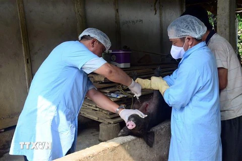 Lấy mẫu bệnh phẩm lợn ốm tại gia đình ông Nguyễn Long Xuân, thôn Đồng Tân, xã Bình Nhân, huyện Chiêm Hóa (Tuyên Quang). (Ảnh: Quang Cường/TTXVN)