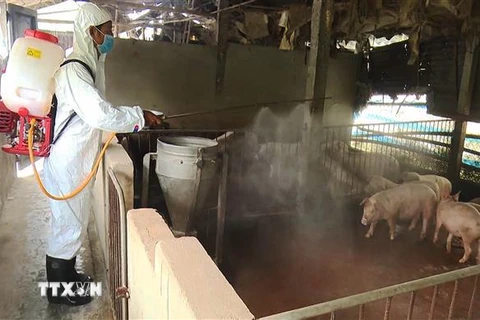 Phun thuốc tiêu độc khử trùng khu vực có ổ dịch tả lợn châu Phi. (Nguồn: TTXVN)