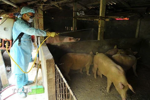 Phun thuốc khử trùng, tiêu độc tại khu vực chăn nuôi lợn. (Ảnh: Minh Đức/TTXVN)