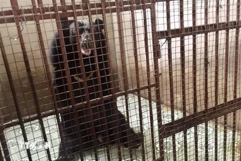 Một cá thể gấu bị nuôi nhốt trong chuồng trước lúc được giải cứu. (Ảnh: Nguyễn Văn Việt/TTXVN)