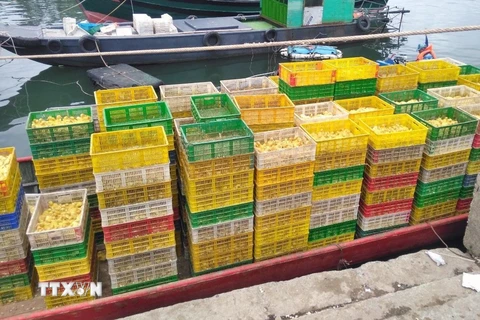 Lực lượng chức năng lập biên bản xử lý vụ vận chuyển trái phép 35.000 con vịt giống từ Trung Quốc về Việt Nam tiêu thụ. (Ảnh: TTXVN)