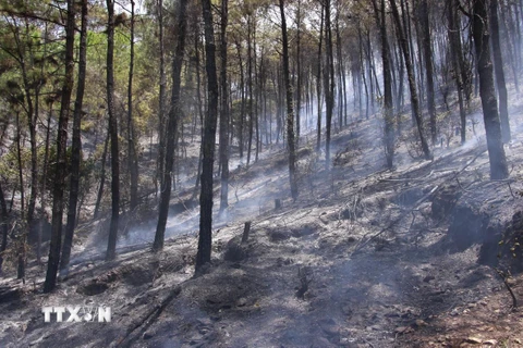 Hiện trường vụ cháy rừng thông ở núi Tam Thai. (Ảnh: Hồ Cầu/TTXVN)