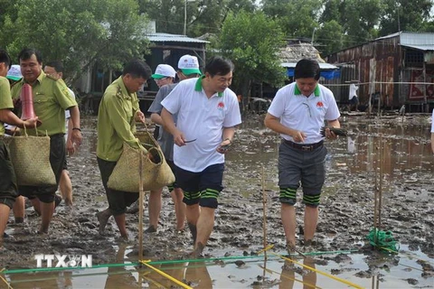 Các đại biểu tham gia trồng rừng ngập mặn tại huyện Trần Văn Thời, tỉnh Cà Mau vào ngày 20/7. (Ảnh: Thế Anh/TTXVN)