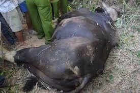 Một cá thể bò tót chết trong Khu bảo tồn thiên nhiên ở Đồng Nai