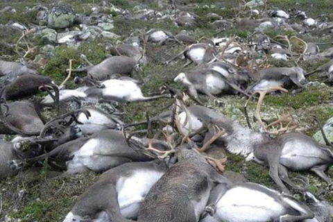 Hơn 200 con tuần lộc chết vì đói tại quần đảo Svalbard. (Nguồn Gulf News)