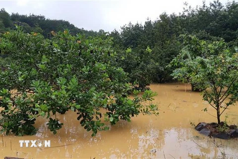 Nước lũ gây thiệt hại nặng nề các xã Đoàn Kết, thị trấn Đức Phong, xã Thọ Sơn, huyện Bù Đăng, tỉnh Bình Phước. (Ảnh: TTXVN)