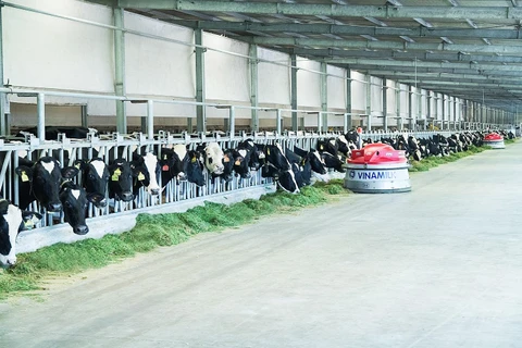 Khu nuôi bò sữa của Vinamilk ở Tây Ninh.