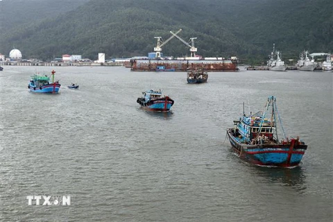 Tàu cá của ngư dân khẩn trương vào neo đậu tránh bão số 5 tại Âu thuyền Thọ Quang. (Ảnh: Trần Lê Lâm/TTXVN)