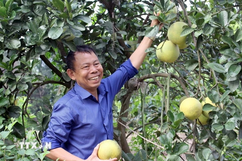 Ông Nguyễn Bá Hữu tại khu trang trại VAC của gia đình. (Ảnh: Đồng Thúy/TTXVN)