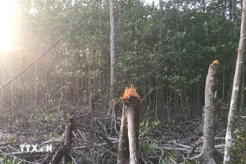 Hiện trường rừng phòng hộ xung yếu tại tiểu khu 136 thuộc sự quản lý của Ban Quản lý rừng phòng hộ Tam Giang 1 bị lâm tặc chặt phá. (Ảnh: Thế Anh/TTXVN)