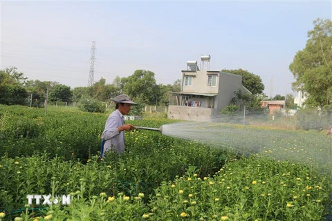 Nhà vườn Kim Dinh, thành phố Bà Rịa, chăm sóc hoa Tết. (Ảnh: Hoàng Nhị/TTXVN)