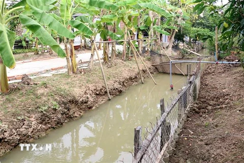 Trữ nước ngọt trong mương là cách các nhà vườn ở Bến Tre ứng phó với hạn mặn. (Ảnh: Trần Thị Thu Hiền/TTXVN)