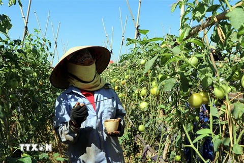Người dân ở xã Thượng Đạt, thành phố Hải Dương, chăm sóc vườn cà chua ghép trên gốc cà tím. (Ảnh: Mạnh Tú/TTXVN)