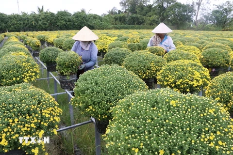 Trồng cúc mâm xôi phục vụ Tết 2020 ở Làng hoa Sa Đéc. (Ảnh: Nguyễn Văn Trí/TTXVN)