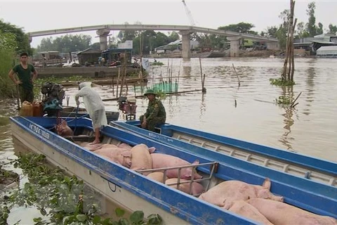 Một chiếc thuyền chở lợn bị lực lượng chức năng bắt giữ. (Ảnh: Công Mạo/TTXVN)