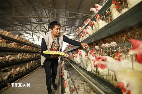 Người chăn nuôi thu nhặt trứng tại một trang trại ở Danzhai, tỉnh Quý Châu, miền Tây Nam Trung Quốc ( Ảnh: AFP/TTXVN)