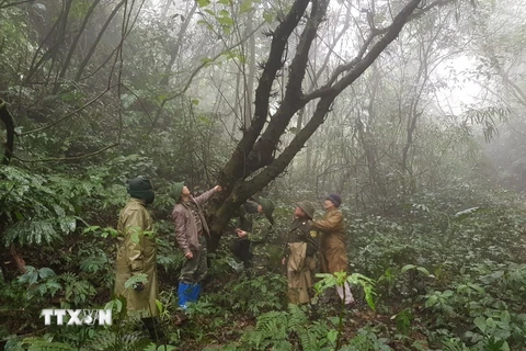 Các lực lượng chức năng tăng cường tuần tra, kiểm soát rừng đặc dụng, Vườn quốc gia Phia Oắc-Phia Đén. (Ảnh: Chu Hiệu/TTXVN)