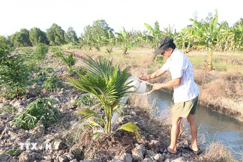 Nhiều khu vực ở tỉnh Bến Tre không đủ nước ngọt dự trữ để phục vụ chăn nuôi, sản xuất. (Ảnh: TTXVN)
