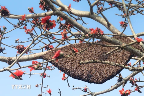 Ong mật làm tổ dày đặc trên cây gạo. (Ảnh: Nguyễn Oanh/TTXVN)