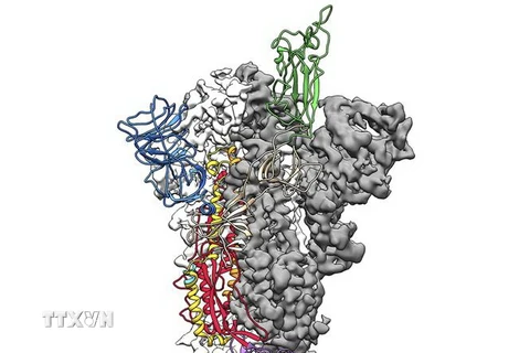 Bản đồ 3D cấp độ nguyên tử protein dằm của virus corona chủng mới do các nhà khoa học Mỹ công bố ngày 19/2/2020. (Ảnh: AFP/TTXVN)