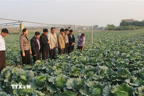 Mô hình sản xuất rau bắp cải xuất khẩu sang Nhật Bản của Hợp tác xã nông sản an toàn Liên Hiệp, xã Thi Sơn, huyện Kim Bảng, tỉnh Hà Nam. (Ảnh: Nguyễn Chinh/TTXVN)